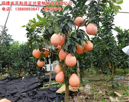 贵州哪里有卖三红蜜柚苗,哪家的三红蜜柚苗