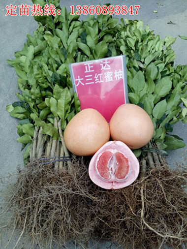 贵州哪里有卖三红蜜柚苗,哪家的三红蜜柚苗