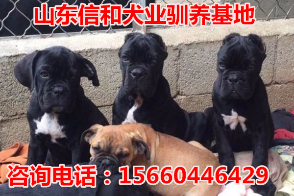 湖南省株洲马犬幼犬价格
