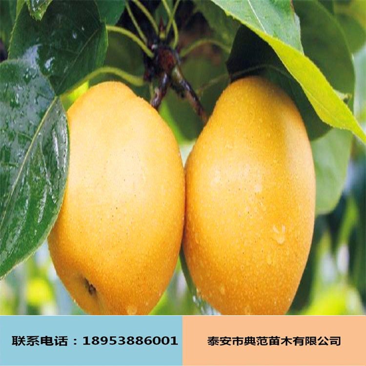 黄金梨苗批发供应 果树苗基地自产自销 优质纯种黄金梨