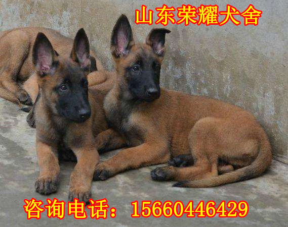海南定安县纯种马犬幼犬出售