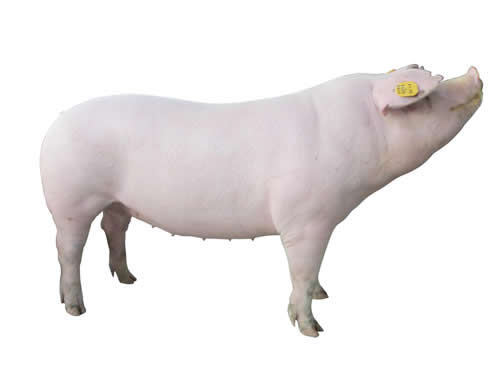 育肥猪增肥:长肉秘诀优农康饲料添加剂