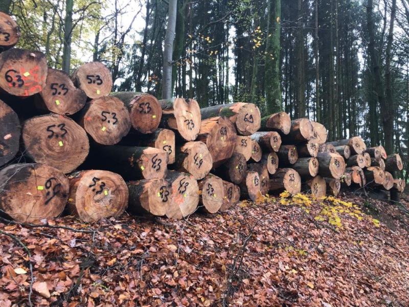 供应旋切级法国榉木质量优长期合作的老客户