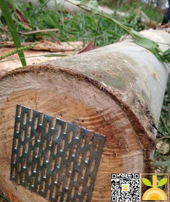 供应新伐巴西剪枝桉木,可用于木皮,板材,家具制作,建