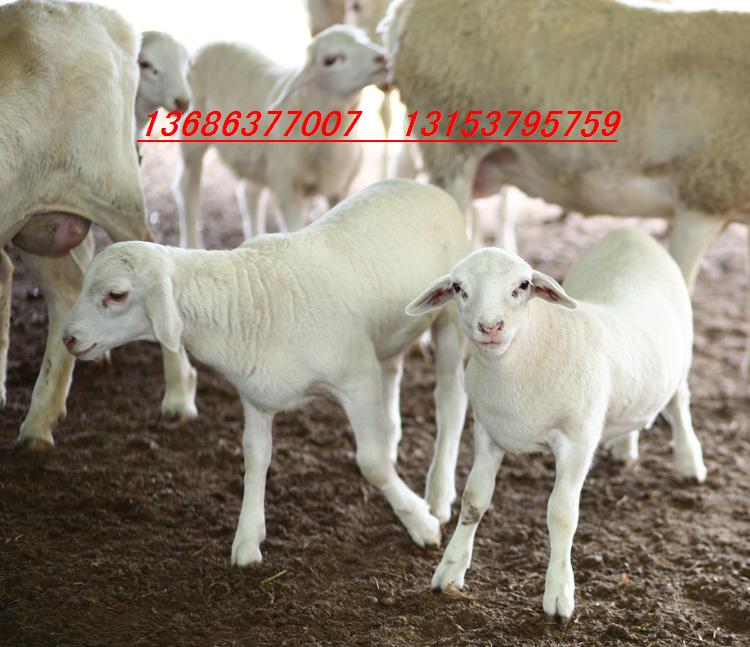 供应纯种杜泊羊种公羊基础母羊价格