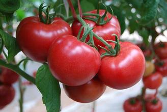 太原西红柿苗早春种植(蔬菜种苗)大量出售
