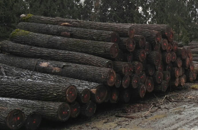尚高木业供应欧洲黑胡桃原木,质量上乘新鲜材