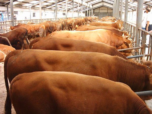 肉牛要怎么喂养肉牛有效催肥的好方法有哪些