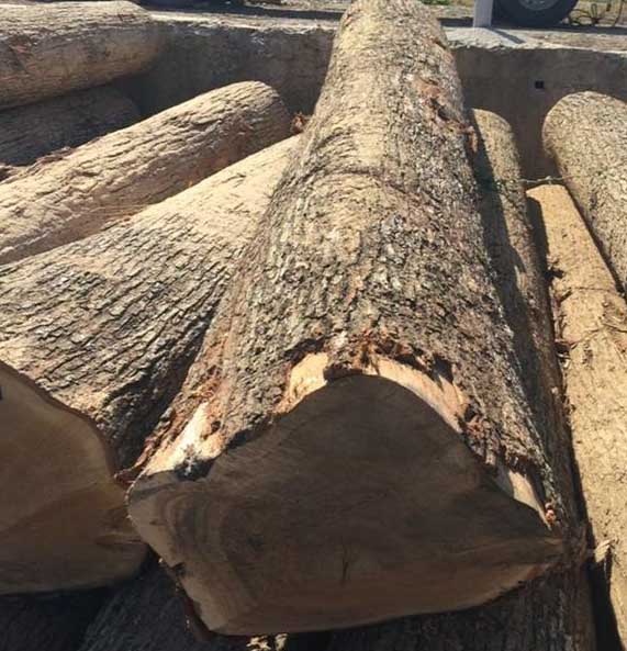尚高木业供应法国林场新伐ABC级红橡原木数量5至10