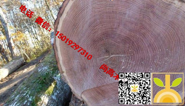 尚高木业供应新伐法国ABC级红橡原木