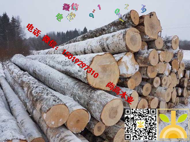 尚高木业供应AB级俄罗斯新鲜砍伐桦木原木货到满洲里