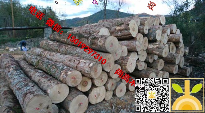 尚高木业长期供应枫木原木新伐大径材,木材紧密纹理均匀