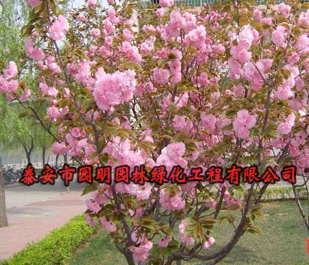 贵州6公分樱花价格