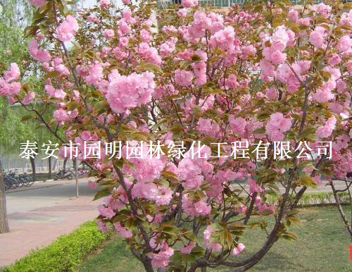 南京哪里有11公分【樱花树】出售