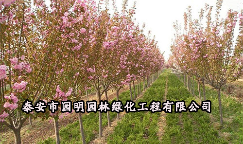银川20公分樱花树价格是多少
