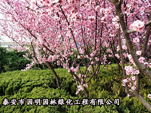 银川购买20公分樱花树找哪家