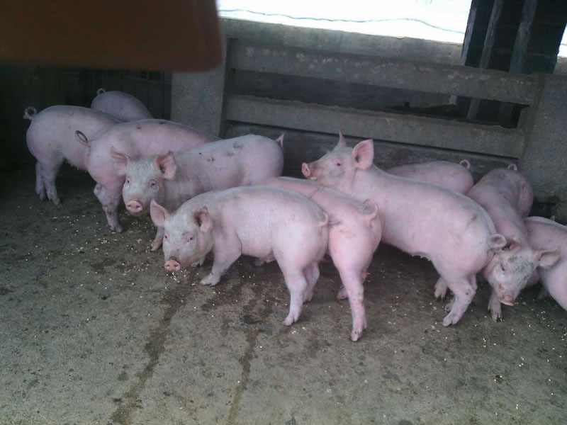 生猪催肥饲料 快速长膘增肉的方法
