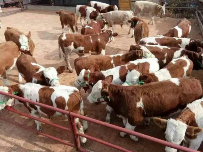 广西钦州黄牛养殖场