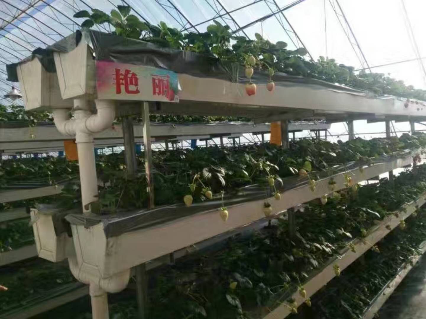 大棚草莓种植槽,基质肥种植槽