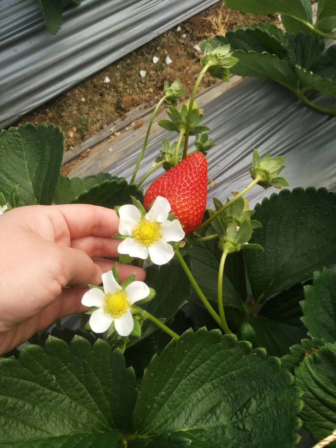 河南有卖草莓苗的吗