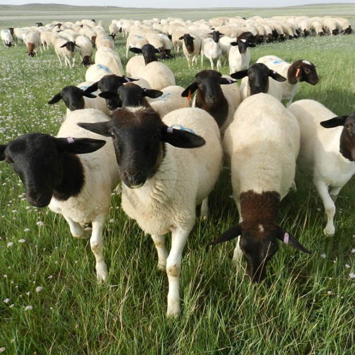 建成养殖场大量出栏黑头杜寒杜湖杂交头胎怀孕母羊
