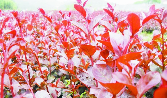 江西红叶紫薇苗木生产基地日本红叶紫薇美国红叶紫薇树苗