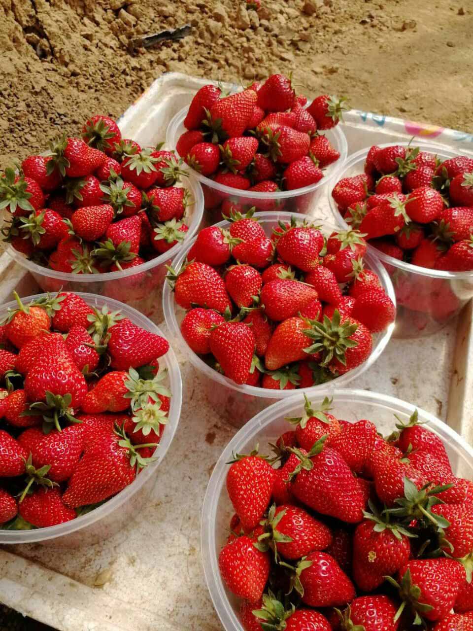 上海草莓苗种植基地