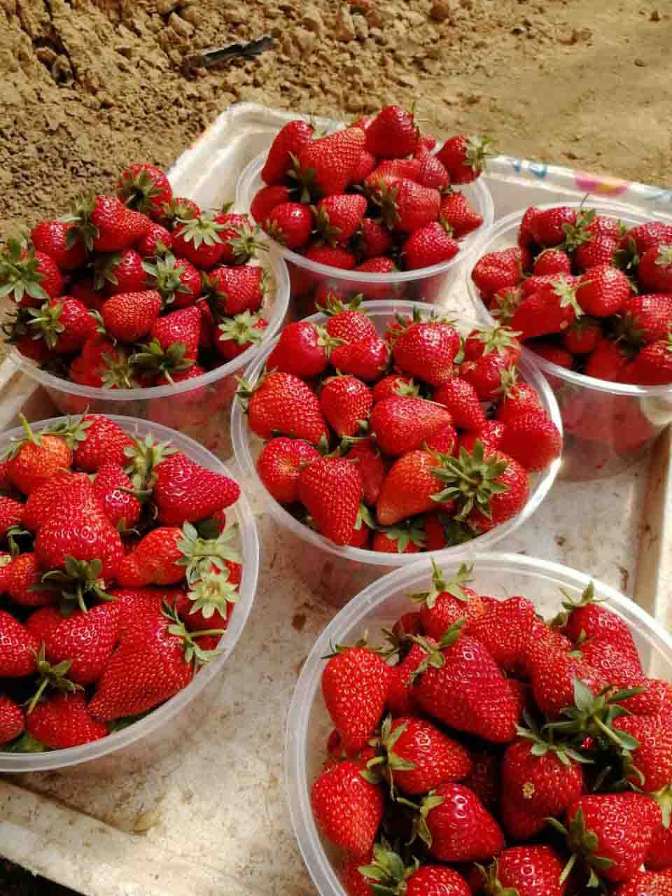 莱芜草莓苗批发的价格