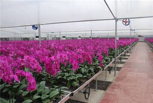 青州花卉苗床/潮汐灌溉养花种植应用广泛