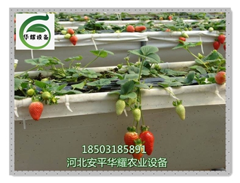 河北省温室大棚无土栽培草莓种植