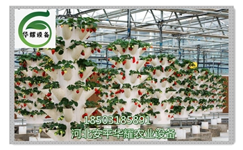 河北省温室大棚无土栽培草莓种植