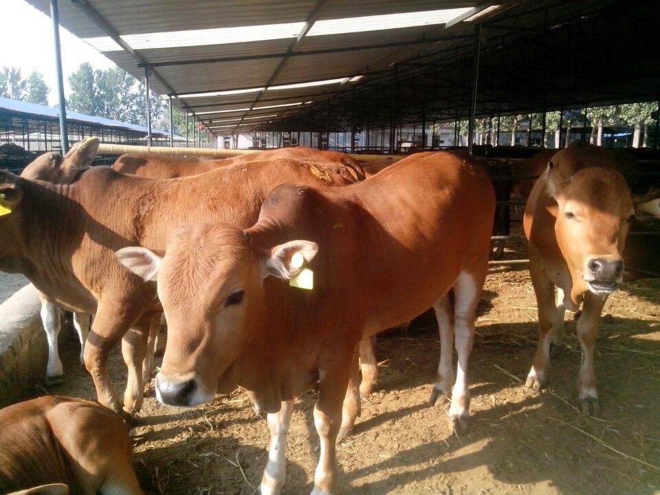 西门塔尔牛牛种苗价格