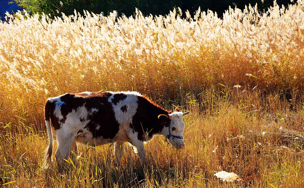 肉牛育肥专用的育肥牛预混料饲料