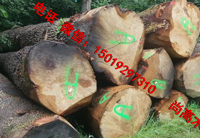 尚高木业供应AB级法国白橡原木质量圆又直好货