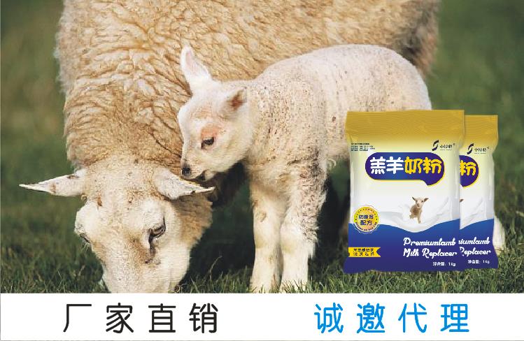 羔羊代乳粉,母乳的替代品