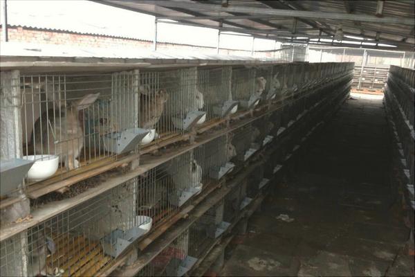 杭州肉兔养殖网 肉兔养殖 种兔前景
