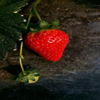 山东草莓苗的批发价格