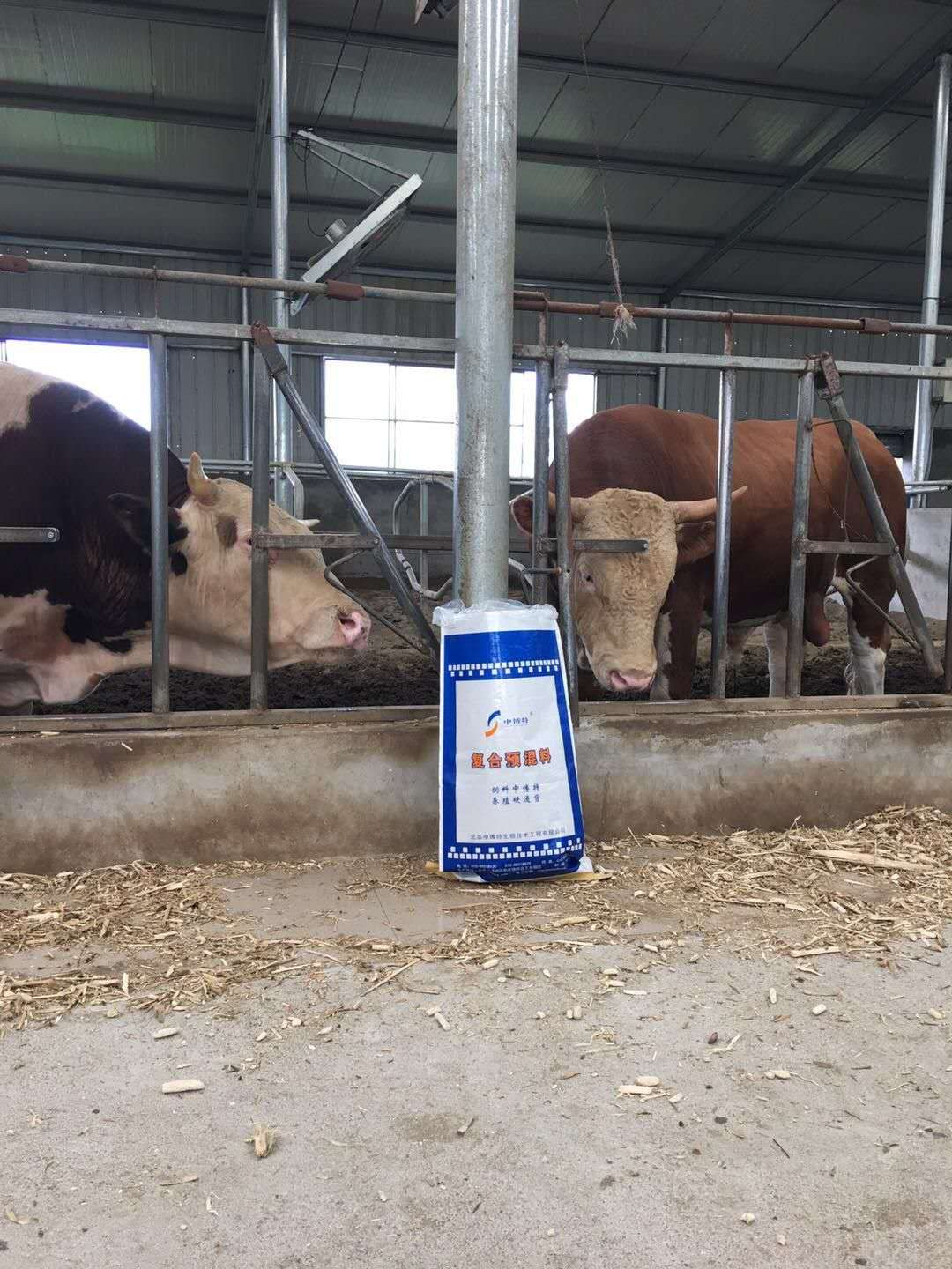 种母牛专用预混料