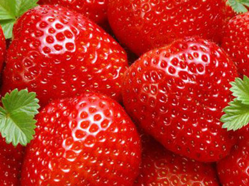 山东大棚有机草莓苗种植基地在哪里