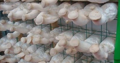 食用菌网格架,工厂化蘑菇网格架厂家