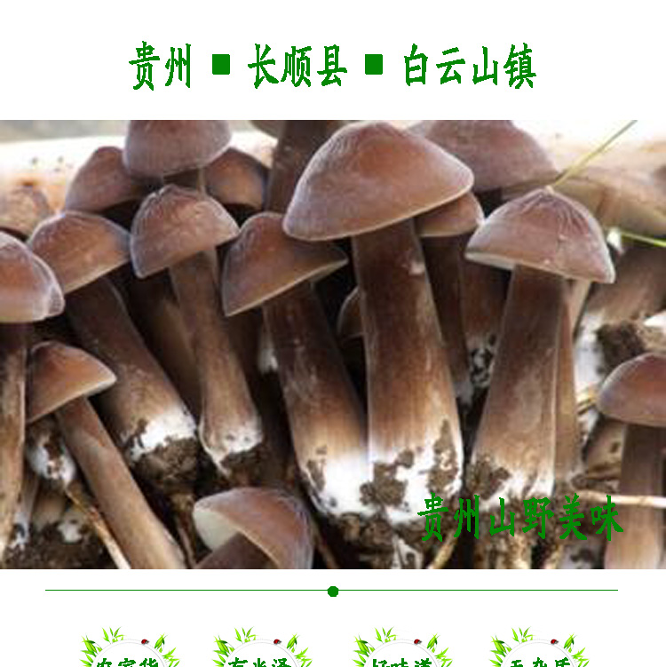 贵州黑皮鸡枞菌自产自销 一级品 绿色健康安全美味