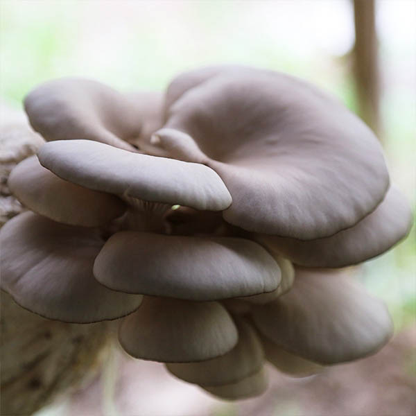 山西蘑菇出菇菌包基地