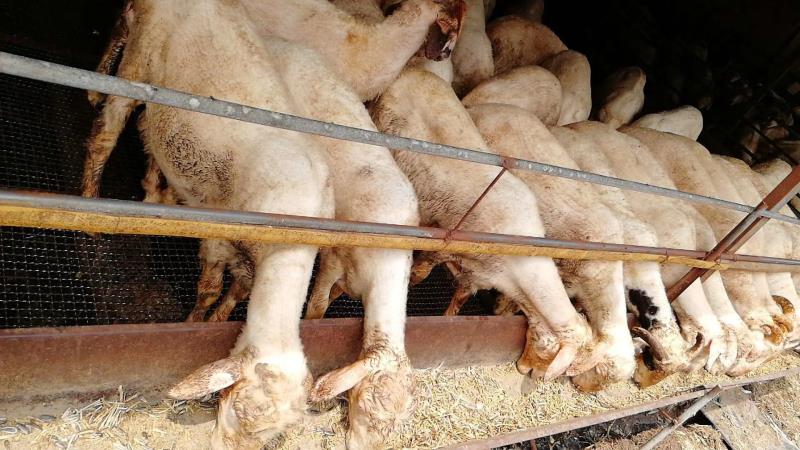 鑫太城谷  有效减少黄羊病的饲料