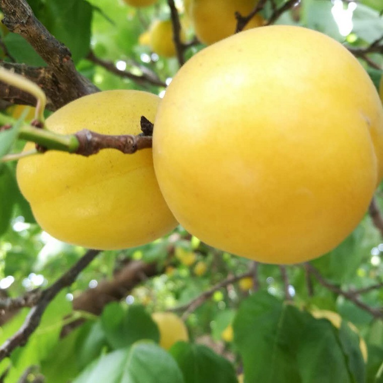 杏树苗品种香杏树苗批发 个大脆甜丰产