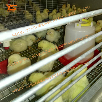 育雏笼 层叠式育雏养殖鸡笼 自动化养鸡设备