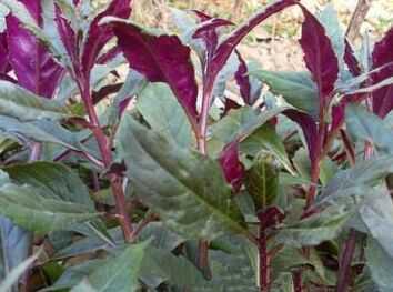 紫背天葵种苗|补血菜种苗|保健美味|营养丰富