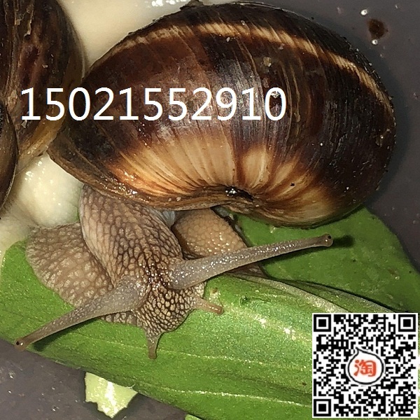 光亮大蜗牛/法国蜗牛、白玉蜗牛(蜗牛养殖基地直供)