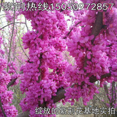 紫荆花树苗工程绿化用苗
