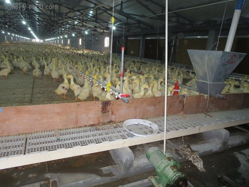 如何选鹅用网床 养鹅专用漏粪板 塑料家禽漏粪地板