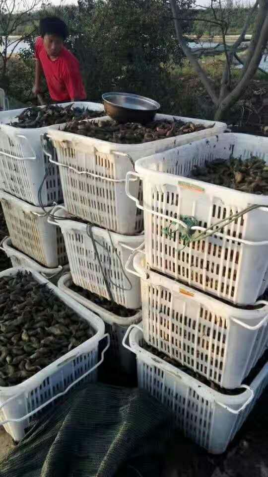 安徽哪里有菱角种子种苗出售